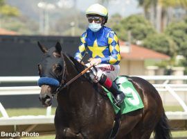 Freedom Fighter comes to the Grade 2 San Vicente off a five-month layoff. "The Other Baffert" in the field is a 5/2 second favorite in what is a small, but strong field. (Image: Benoit Photo)