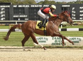 Golden Glider began his 2022 season winning this allowance optional claimer at Tampa Bay Downs. He'll be a gutty long shot in next week's Belmont Stakes at Belmont Park. (Image: SV Photography)