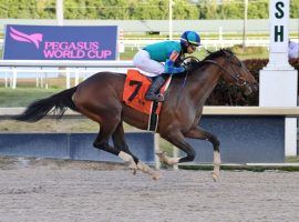 We won't see Greatest Honour close like he did in the Holy Bull for the next two months. The Tapit colt and one-time, front-row Kentucky Derby prospect suffered an apparent ankle injury and is shelved for the next 60 days. (Image: Gulfstream Park)