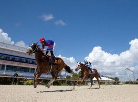 Gulfstream Park used its Fall Meet as a test for its new synthetic Tapeta track. The synthetic surface will be one of three surfaces used during Gulfstream's Championship Meet, which begins Friday. (Image: Ryan Thompson/Coglianese Photos)