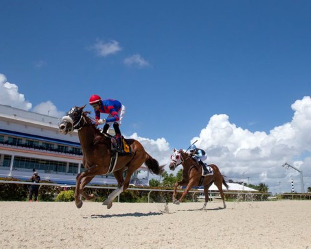 Gulfstream Park-Tapeta Champ Meet