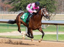 Home Brew finds himself the favorite in a deep, record-sized Smarty Jones field. The mile-race is Oaklawn Park's first of four Kentucky Derby preps. (Image Coady Photography)