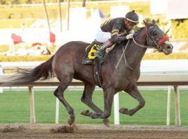 Happy Jack lost his three Derby preps by a combined 50 lengths. He's one to avoid on your Kentucky Derby tickets. (Image: Benoit Photo)