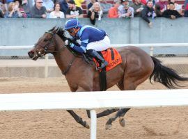 Hollis ran one of the fastest Beyer Speed Figure numbers of 2021: a 109 in an allowance victory. He is one of the featured horses in this week's Cross Country Pick 5 wager. (Image: Coady Photography)