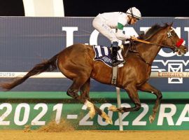 Hot Rod Charlie had little trouble winning the Group 2 Maktoum Challenge, a prep for the March 26 $12 million Dubai World Cup. (Image: racingfotos.com)