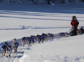 2019 Iditarod champ, Pete Kaiser, mushing toward the Nikolai checkpoint on the 2020 Iditarod. (Image: Zachariah Hughes/Alaska Public Media)