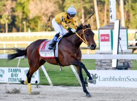 Owned by former major-league All-Star Victor Martinez, King Guillermo became an overnight sensation with his victory in the Tampa Bay Derby. (Image: Getty)