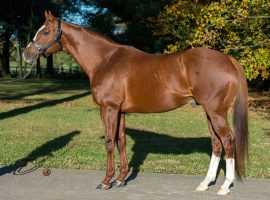 Kitten's Joy was one of the most influential stallions this century, especially on turf. He died Friday at his Kentucky farm. (Image: Hill 'n' Dale Farm)