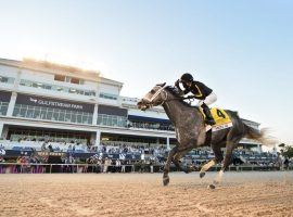 Knicks Go opened his 2021 season winning the Grade 1 Pegasus World Cup Invitational. He hopes to close his stellar career becoming the first repeat winner in event history Saturday. (Image: Gulfstream Park)