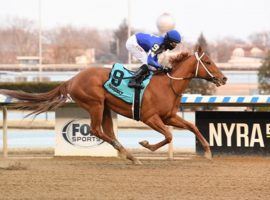 Morello's resounding Gotham Stakes victory played a role in his 8/5 favorite status for Saturday's Grade 2 Wood Memorial. He is one of the few horses running Saturday who has a Kentucky Derby berth sewn up. (Image: Coglianese Photos/Susie Raisher)