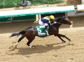 Grade 2 Alysheba winner Olympiad will take his share of wagers in Saturday's Grade 2 Stephen Foster at Churchill Downs. He is the 5/2 second choice on the morning line. (Image: Coady Photography)