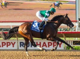 Pappacap leads the Kentucky Derby points list with 12. He comes into Saturday's Grade 3 Lecomte Stakes at Fair Grounds as the 8/5 morning-line favorite. (Image: Benoit Photo)