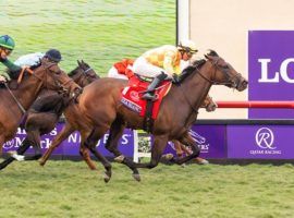 Pizza Bianca, seen here winning the Breeders' Cup Juvenile Fillies Turf, returns for her 3-year-old season Sunday in Aqueduct's Memory of Silver. (Image: Benoit Photo)