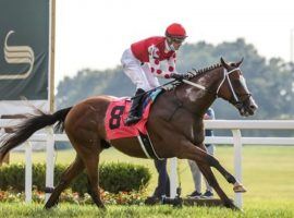 Snapper Sinclair is one of three contenders in teh Cross Country Pick 5s lone stakes race this week: Belmont Park's Elusive Quality. (Image: Grace Clark/Kentucky Downs)