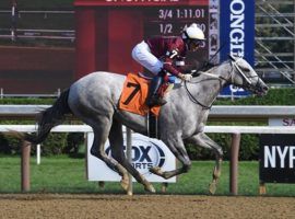 After this Grade 2 victory in the Adirondack last summer, Wicked Halo brings in the most impressive resume of any Cross Country Pick 5 competitor this week. (Image: NYRA Photo/Susie Raisher)