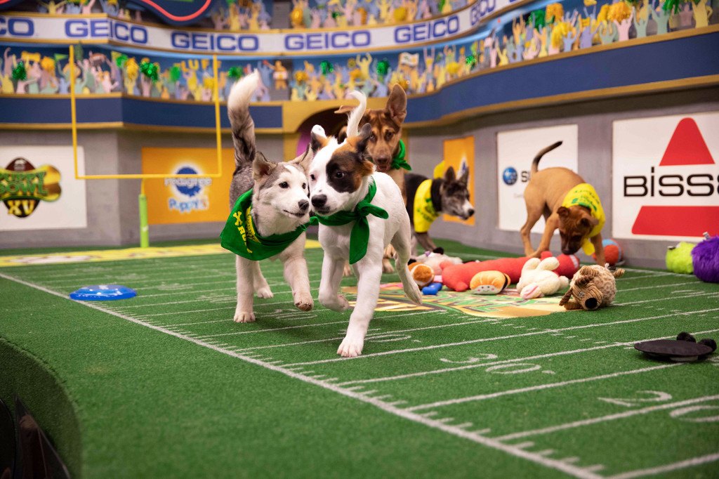 Puppy Bowl XVI